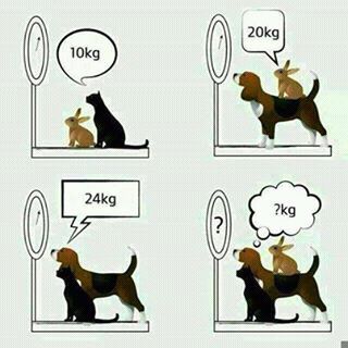 dog cat and rabbit weight puzzle